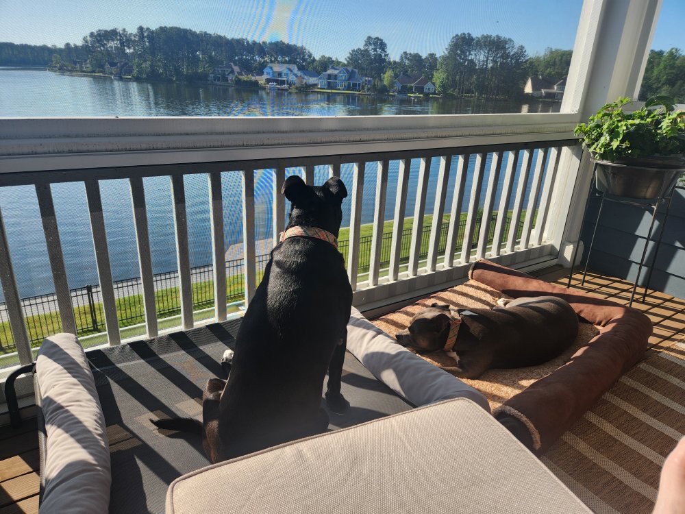 Two dogs relaxing on the screened upstairs porch overlooking the lake in Kary's Bluffton home
